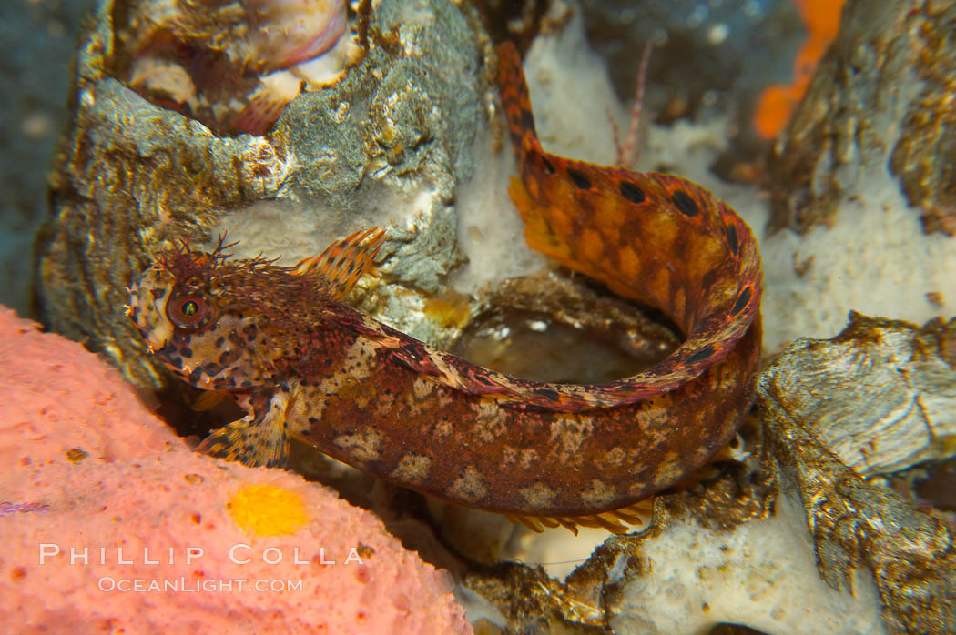 Mosshead warbonnet.  The moss-like protrusions on its head (cirri) may provide some camoflage effect., Chirolophis nugator, natural history stock photograph, photo id 13714