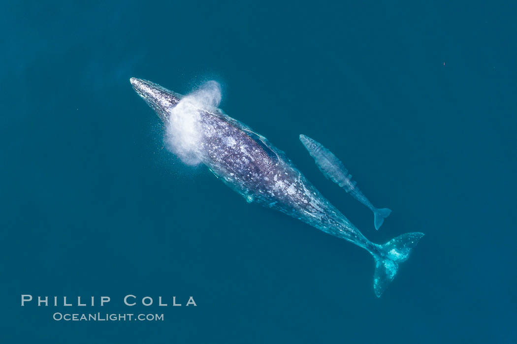 Mother and calf gray whale, aerial photo, embryonic folds visible on the very young calf., Eschrichtius robustus, natural history stock photograph, photo id 37973