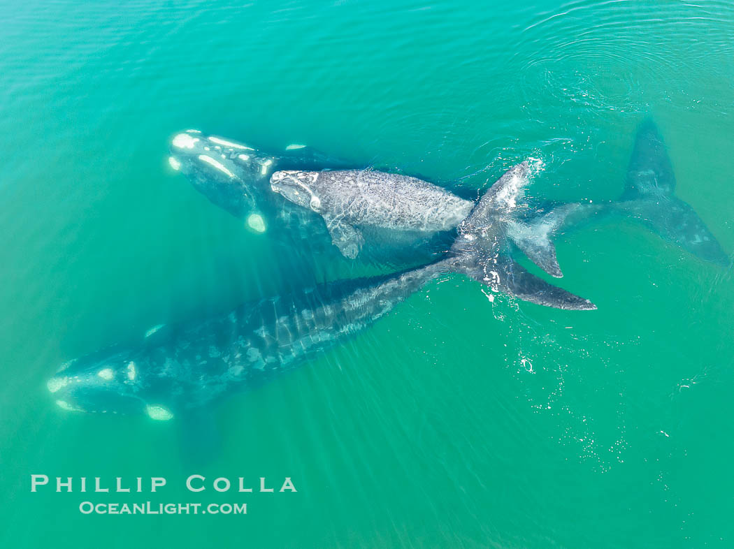 Mother and calf southern right whales are seen here as part of a larger courtship group, with adult males interested in mating with the mother. The calf has no choice but to stay by her mother's side during the courting activities., Eubalaena australis, natural history stock photograph, photo id 38379