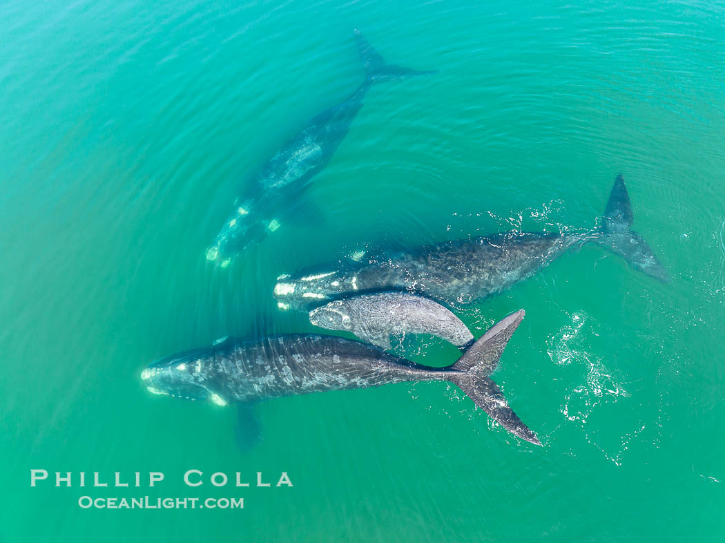 Mother and calf southern right whales are seen here as part of a larger courtship group, with adult males interested in mating with the mother. The calf has no choice but to stay by her mother's side during the courting activities, Eubalaena australis, Puerto Piramides, Chubut, Argentina
