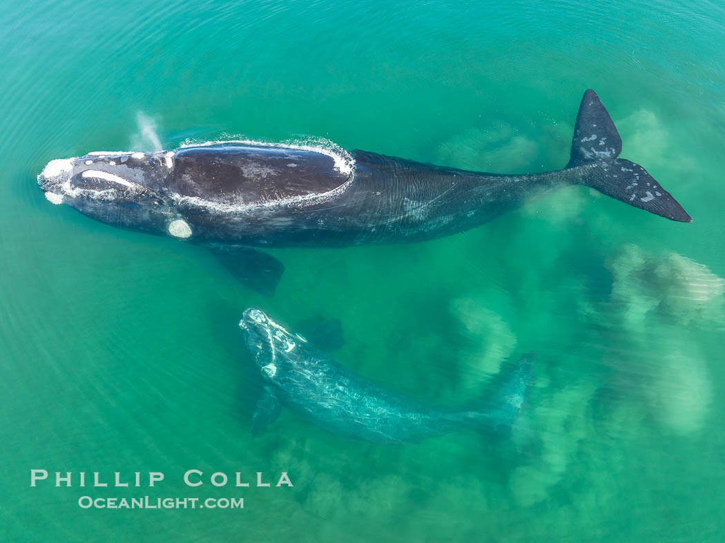 Mother and calf southern right whale stir up sand in shallow water, aerial photo. The water is so shallow that just by swimming the mother and calf can stir up the sand beneath them, Eubalaena australis, Puerto Piramides, Chubut, Argentina