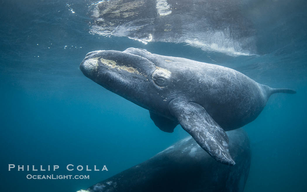Mother and calf southern right whales underwater. The calf swims close to its mother but, if the mother is accepting, the calf will be allowed to come close to the photographer and check him out. By permission of the Government of Argentina, Chubut, permit # 51 / 2025-SsCyA., Eubalaena australis, natural history stock photograph, photo id 41204