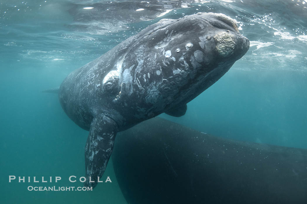 Mother and calf southern right whales underwater. The calf swims close to its mother but, if the mother is accepting, the calf will be allowed to come close to the photographer and check him out. By permission of the Government of Argentina, Chubut, permit # 51 / 2025-SsCyA., Eubalaena australis, natural history stock photograph, photo id 41252