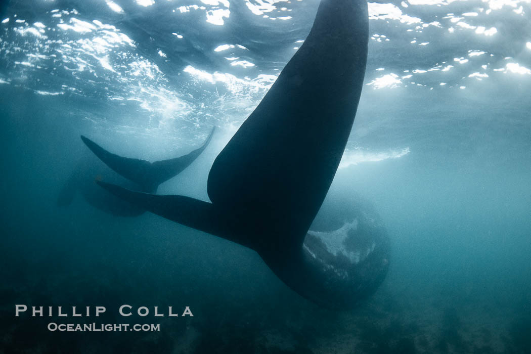 Mother and calf southern right whales underwater. By permission of the Government of Argentina, Chubut, permit # 51 / 2025-SsCyA., Eubalaena australis, natural history stock photograph, photo id 41256