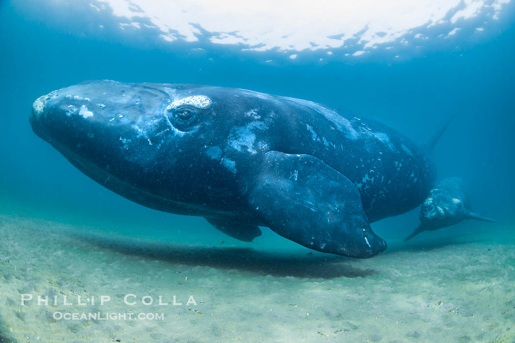 Mother and calf southern right whales underwater. Puerto Piramides, Chubut, Argentina, Eubalaena australis, natural history stock photograph, photo id 38307