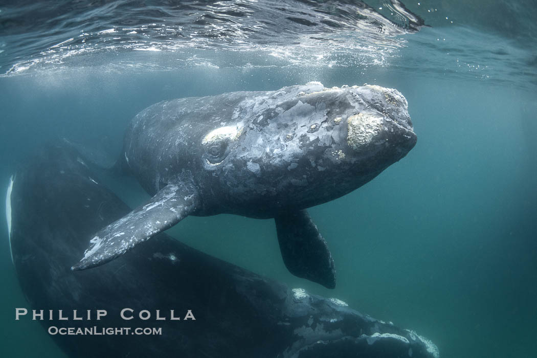 Mother and calf southern right whales underwater. The calf swims close to its mother but, if the mother is accepting, the calf will be allowed to come close to the photographer and check him out. By permission of the Government of Argentina, Chubut, permit # 51 / 2025-SsCyA, Eubalaena australis, Puerto Piramides Mother and calf southern right whales underwater. The calf swims close to its mother but, if the mother is accepting, the calf will be allowed to come close to the photographer and check him out. By permission of the Government of Argentina, Chubut, permit # 51 / 2025-SsCyA, Eubalaena australis, Puerto Piramides