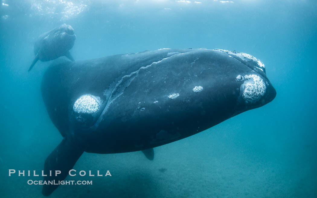 Mother and calf southern right whales underwater. By permission of the Government of Argentina, Chubut, permit # 51 / 2025-SsCyA., Eubalaena australis, natural history stock photograph, photo id 41251