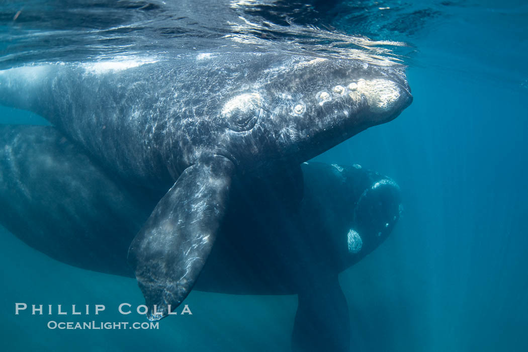Mother and calf southern right whales underwater. The calf swims close to its mother but, if the mother is accepting, the calf will be allowed to come close to the photographer and check him out. By permission of the Government of Argentina, Chubut, permit # 51 / 2025-SsCyA., Eubalaena australis, natural history stock photograph, photo id 41233