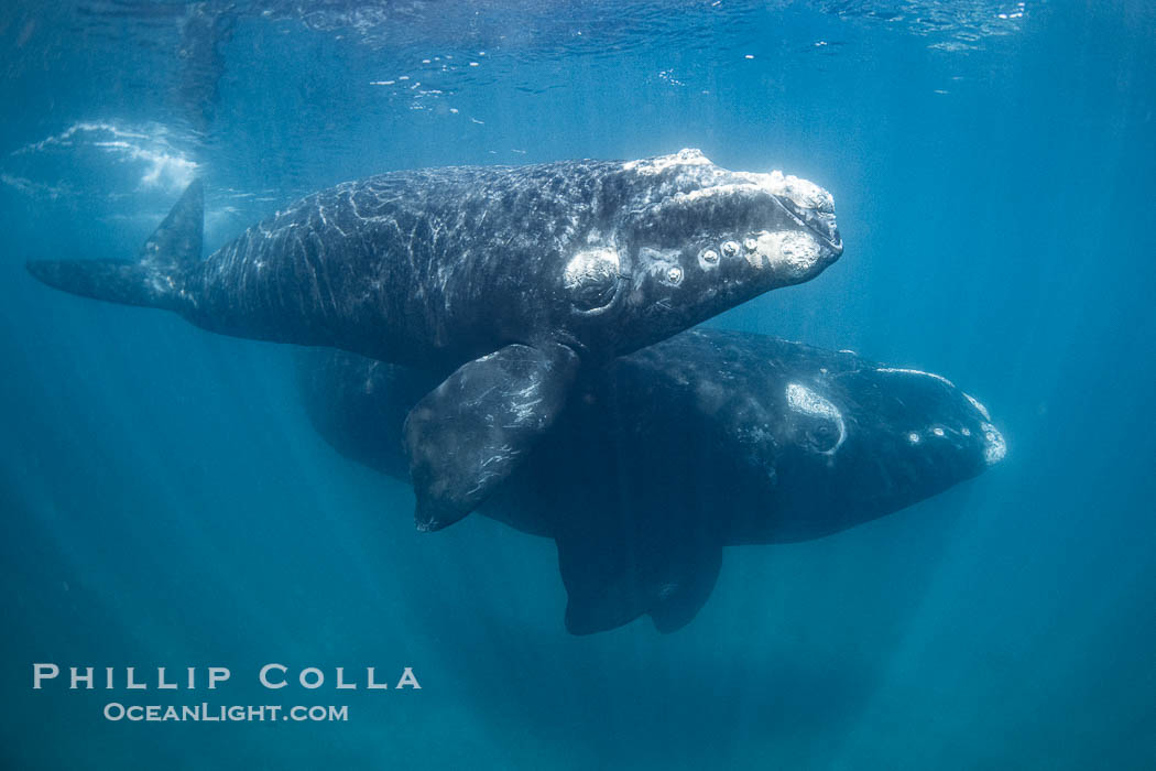 Mother and calf southern right whales underwater. The calf swims close to its mother but, if the mother is accepting, the calf will be allowed to come close to the photographer and check him out. By permission of the Government of Argentina, Chubut, permit # 51 / 2025-SsCyA., Eubalaena australis, natural history stock photograph, photo id 41265