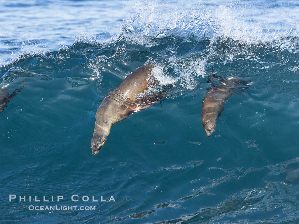 Mother and Pup Bodysurfing Sea Lions Side by Side. California sea lion (Zalophus californianus) is surfing extreme shorebreak at Boomer Beach, Point La Jolla. USA, Zalophus californianus, natural history stock photograph, photo id 38973