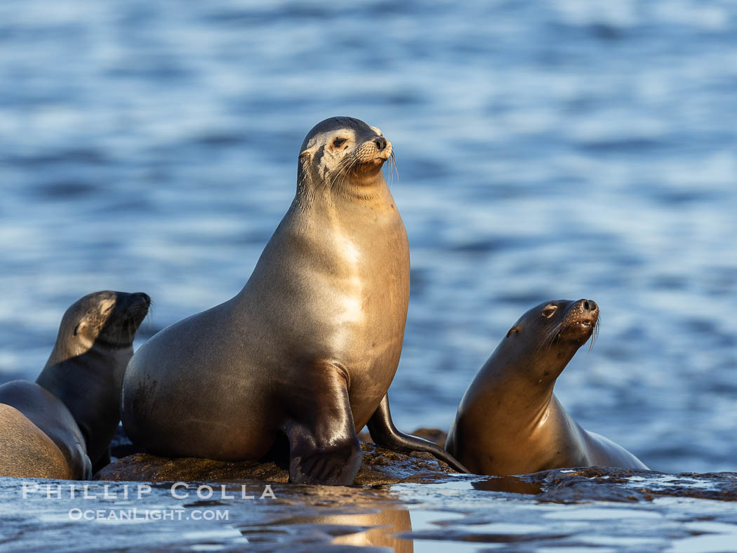 Mother and pup California sea lion., Zalophus californianus, natural history stock photograph, photo id 37526