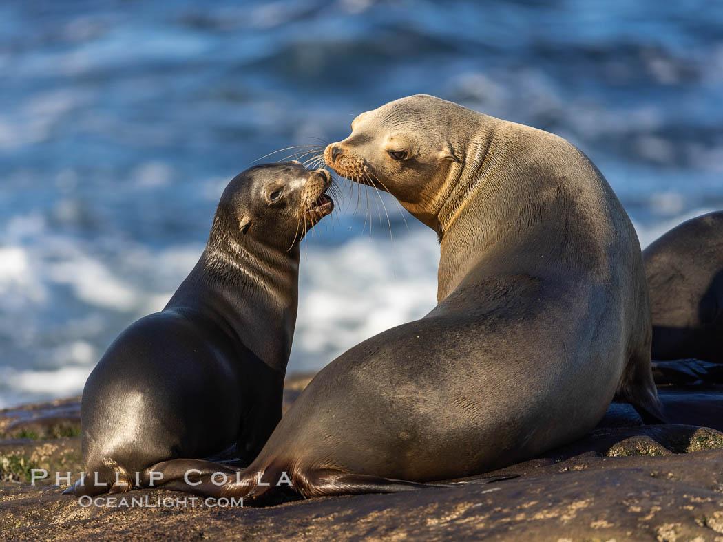 Mother and pup California sea lion. La Jolla, USA, Zalophus californianus, natural history stock photograph, photo id 37516