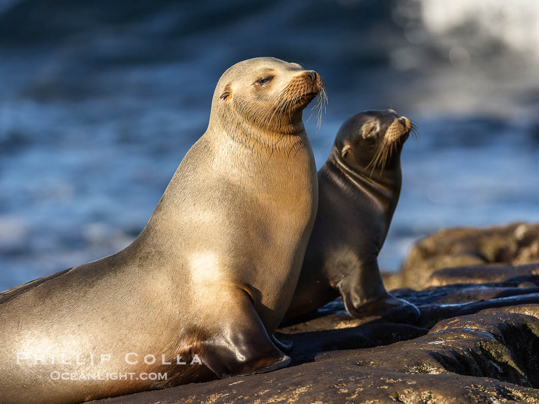 Mother and pup California sea lion., Zalophus californianus, natural history stock photograph, photo id 37515