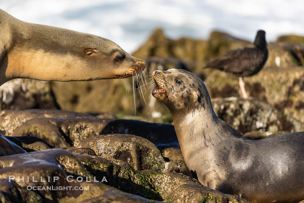 Mother and pup California sea lion., Zalophus californianus, natural history stock photograph, photo id 37517