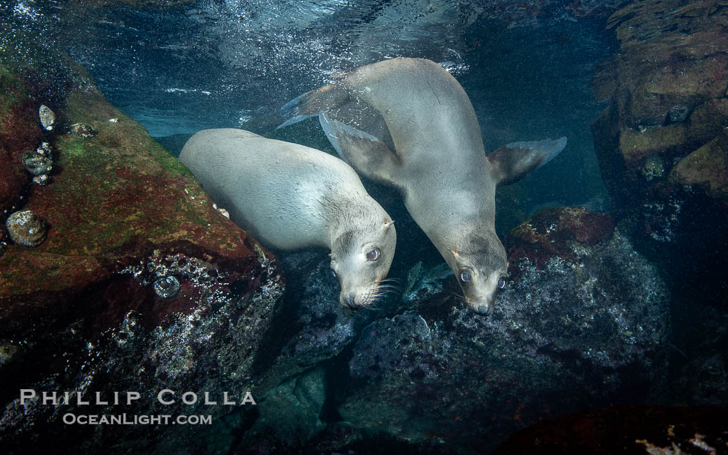A mother California sea lion (left) and her pup (right), underwater at the Coronado Islands, Mexico. Mothers and pups spend much time together with the mother teaching her young padawan learner how to pursue prey. I spent a lot of time over 6 days watching this pair in Fall 2023, Zalophus californianus, Coronado Islands (Islas Coronado)