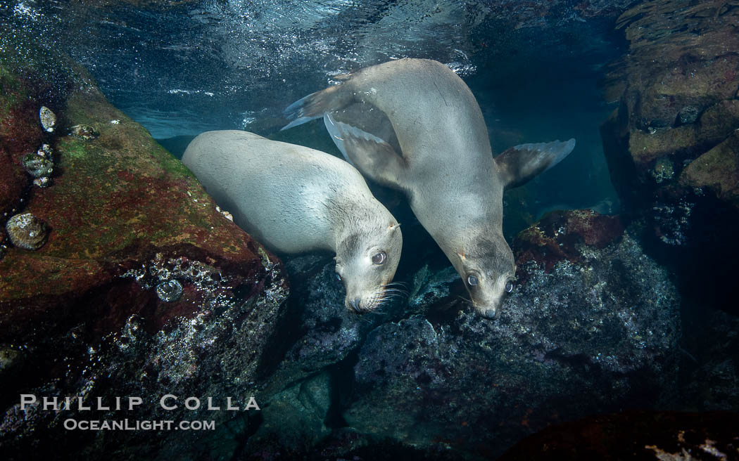 A mother California sea lion (left) and her pup (right), underwater at the Coronado Islands, Mexico. Mothers and pups spend much time together with the mother teaching her young padawan learner how to pursue prey. I spent a lot of time over 6 days watching this pair in Fall 2023, Zalophus californianus, Coronado Islands (Islas Coronado)