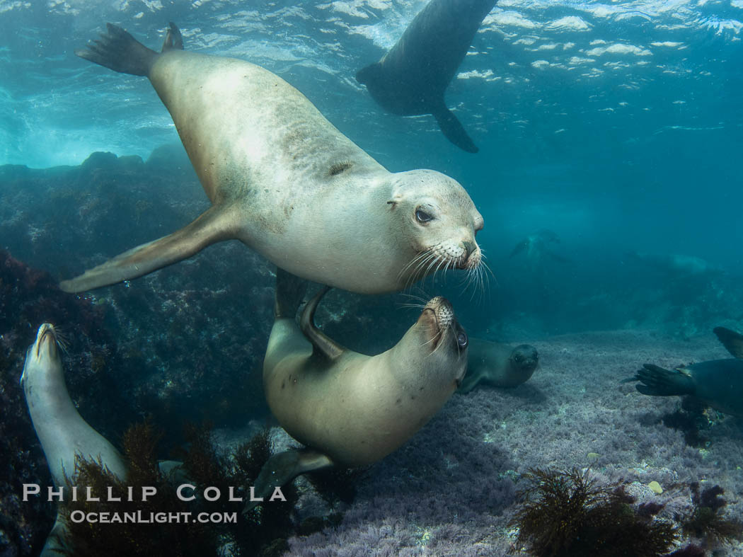 A mother California sea lion and her pup, underwater at the Coronado Islands, Mexico. Mothers and pups spend much time together with the mother teaching her young padawan learner how to pursue prey, Zalophus californianus, Coronado Islands (Islas Coronado) A mother California sea lion and her pup, underwater at the Coronado Islands, Mexico. Mothers and pups spend much time together with the mother teaching her young padawan learner how to pursue prey, Zalophus californianus, Coronado Islands (Islas Coronado)