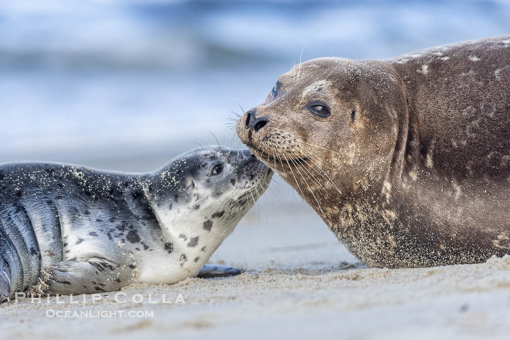 A mother Pacific harbor seal nuzzles her pup, born only a few days before. The pup must bond and imprint on its mother quickly, and the pair will constantly nuzzle and rub against one another in order to solidify that bond. La Jolla, California, USA, Phoca vitulina richardsi, natural history stock photograph, photo id 39112