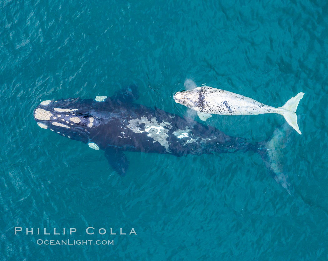 Aerial view of mother and white calf, Southern right whale, Argentina, Eubalaena australis, Puerto Piramides, Chubut