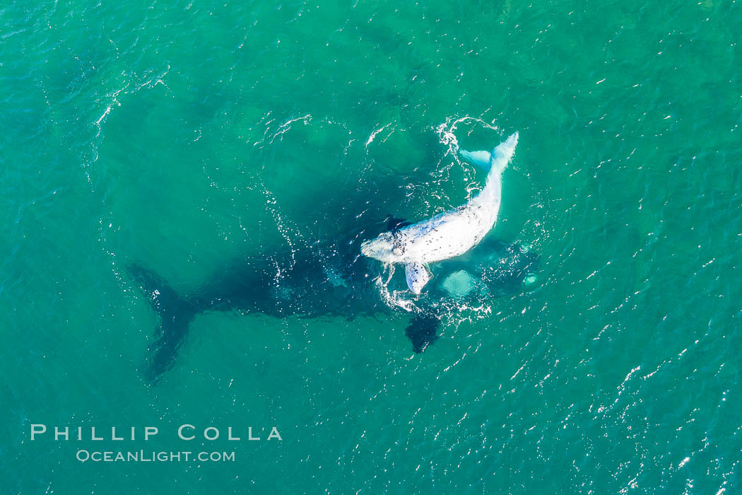 Aerial view of mother and white calf, Southern right whale, Argentina. Puerto Piramides, Chubut, Eubalaena australis, natural history stock photograph, photo id 35928