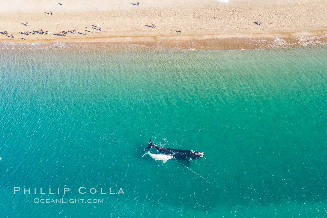 Aerial view of mother and white calf, Southern right whale, Argentina. Puerto Piramides, Chubut, Eubalaena australis, natural history stock photograph, photo id 35927