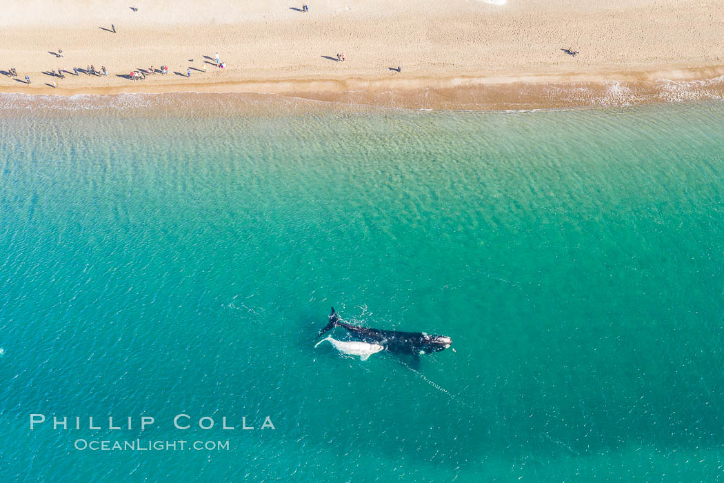 Aerial view of mother and white calf, Southern right whale, Argentina, Eubalaena australis, Puerto Piramides, Chubut Aerial view of mother and white calf, Southern right whale, Argentina, Eubalaena australis, Puerto Piramides, Chubut