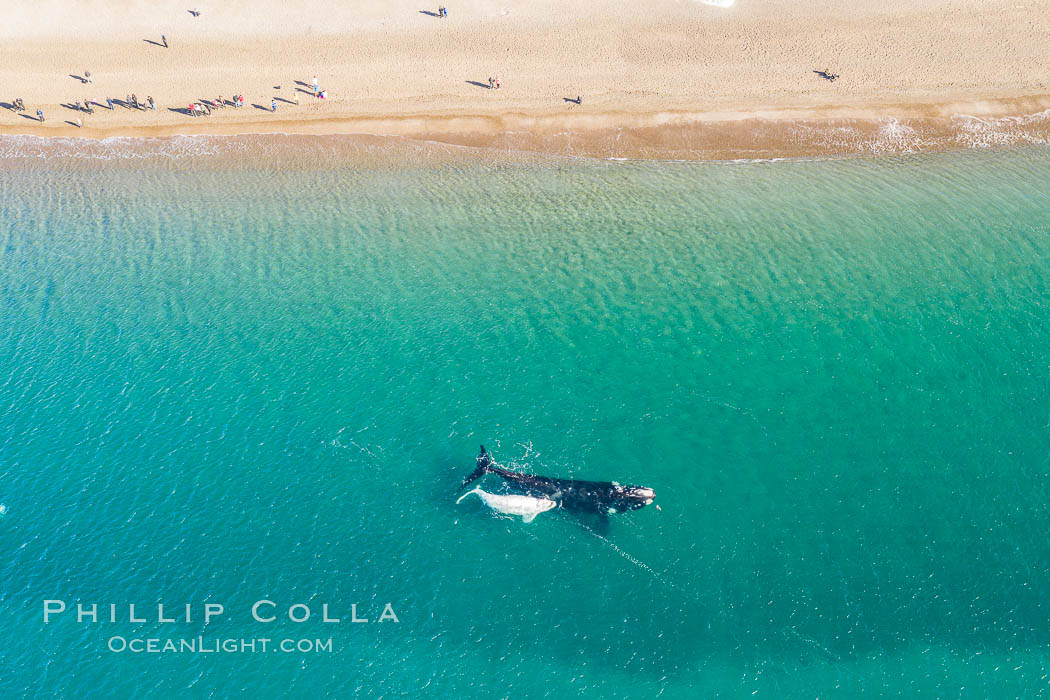 Aerial view of mother and white calf, Southern right whale, Argentina, Eubalaena australis, Puerto Piramides, Chubut