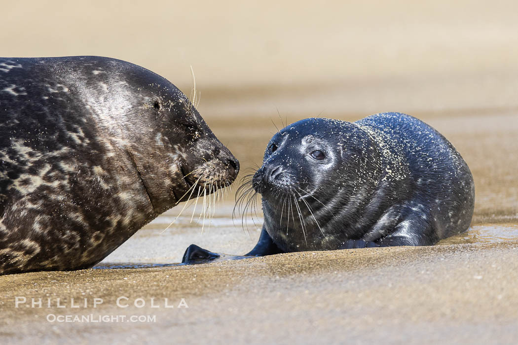 A mother Pacific harbor seal nuzzles her pup, born only a few hours earlier. The pup must bond and imprint on its mother quickly, and the pair will constantly nuzzle and rub against one another in order to solidify that bond. La Jolla, California, USA, Phoca vitulina richardsi, natural history stock photograph, photo id 39098