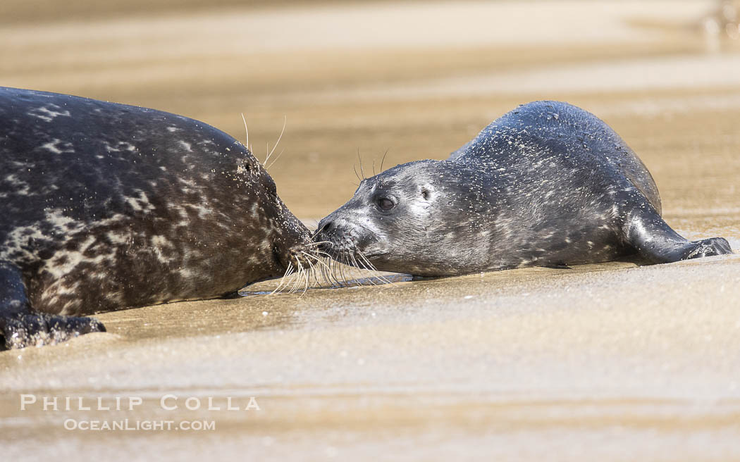 A mother Pacific harbor seal nuzzles her pup, born only a few hours earlier. The pup must bond and imprint on its mother quickly, and the pair will constantly nuzzle and rub against one another in order to solidify that bond. La Jolla, California, USA, Phoca vitulina richardsi, natural history stock photograph, photo id 39099