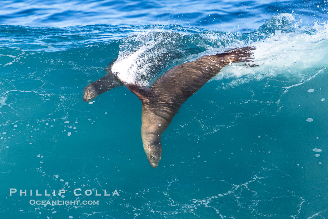Mother sea lion teaches her young pup to bodysurf on waves. La Jolla, California, USA, natural history stock photograph, photo id 40832