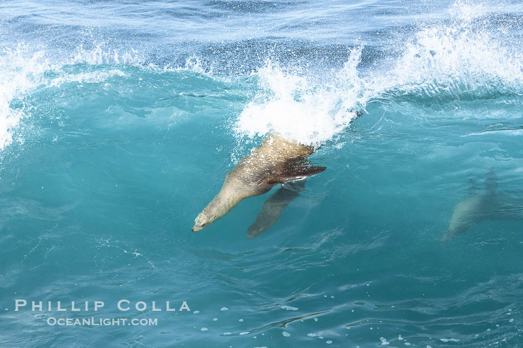 Mother sea lion teaches her young pup to bodysurf on waves. La Jolla, California, USA, Zalophus californianus, natural history stock photograph, photo id 40175
