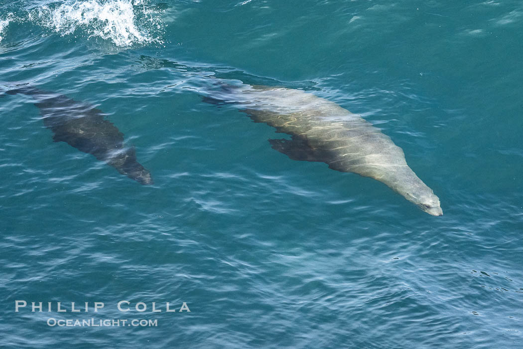 Mother sea lion teaches her young pup to bodysurf on waves., Zalophus californianus, natural history stock photograph, photo id 40173