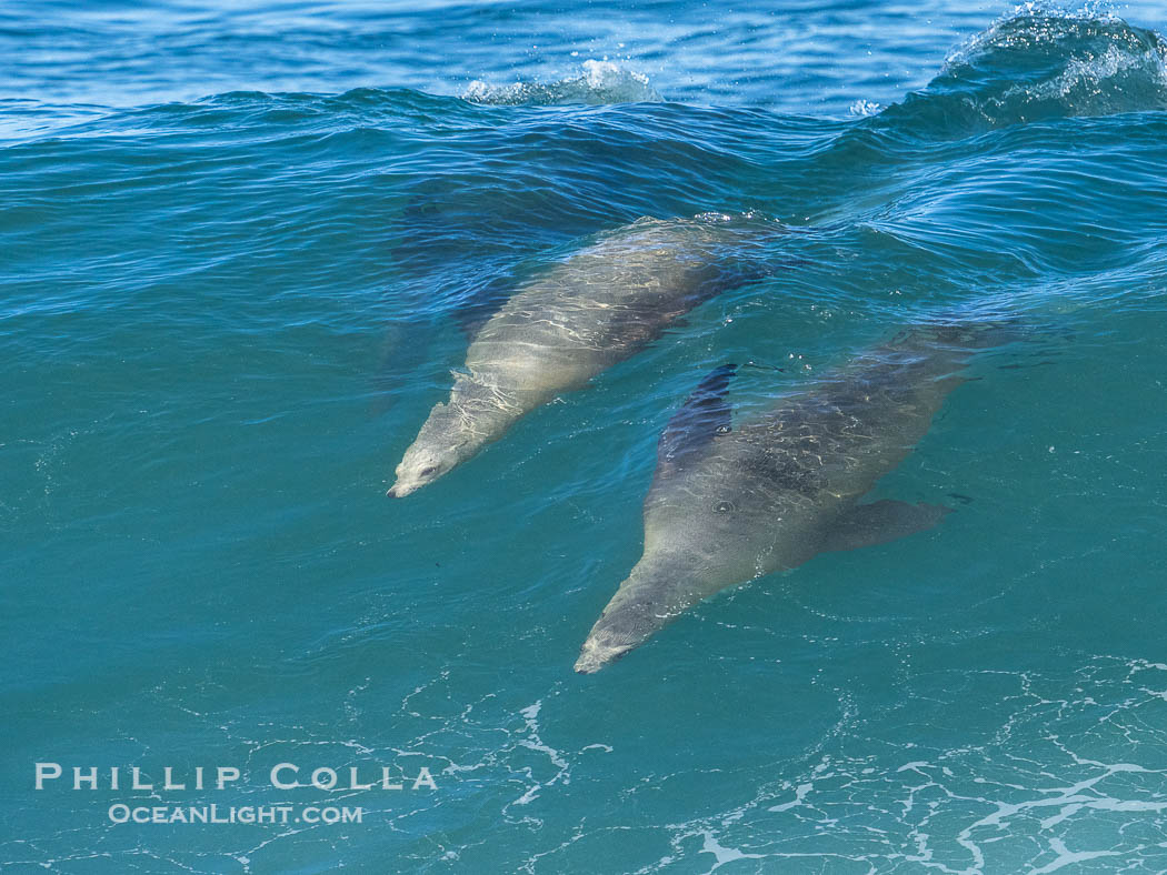 Mother sea lion teaches her young pup to bodysurf on waves., Zalophus californianus, natural history stock photograph, photo id 40825