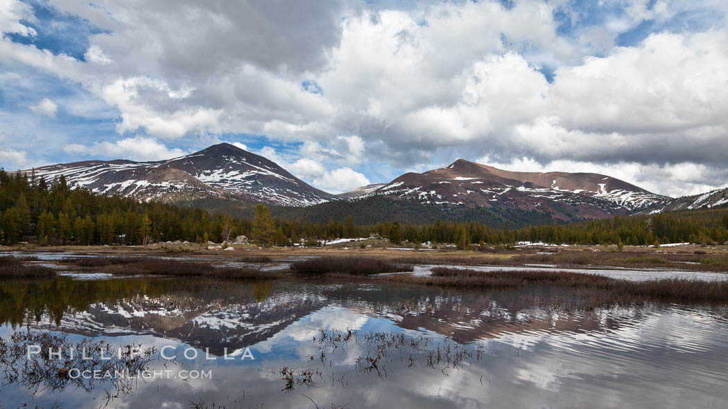 Mount Dana and Mount Gibbs reflected in the Dana Fork of the Tuolumne River. Yosemite National Park, California, USA, natural history stock photograph, photo id 26881