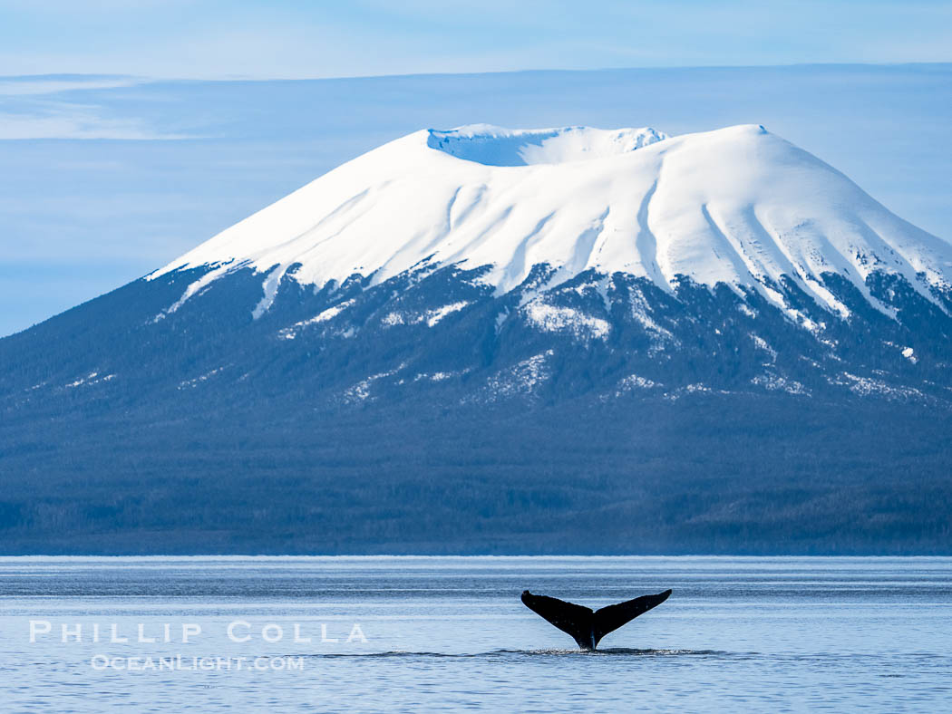 Mount Edgecumbe seen from the Sitka Sound. A volcano, Mount Edgecumbe has an elevation of 3201 feet and lies on the tip of Kruzof Island about 24 miles west of Sitka. Alaska, USA, Megaptera novaeangliae, natural history stock photograph, photo id 40956