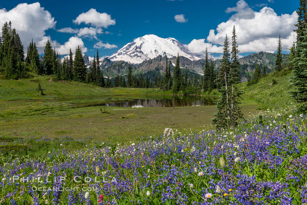 Mount Rainier and alpine wildflowers. Tipsoo Lakes, Mount Rainier National Park, Washington, USA, natural history stock photograph, photo id 28741