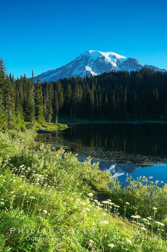 Mount Rainier, Reflection Lake, early morning. Mount Rainier National Park, Washington, USA, natural history stock photograph, photo id 13862