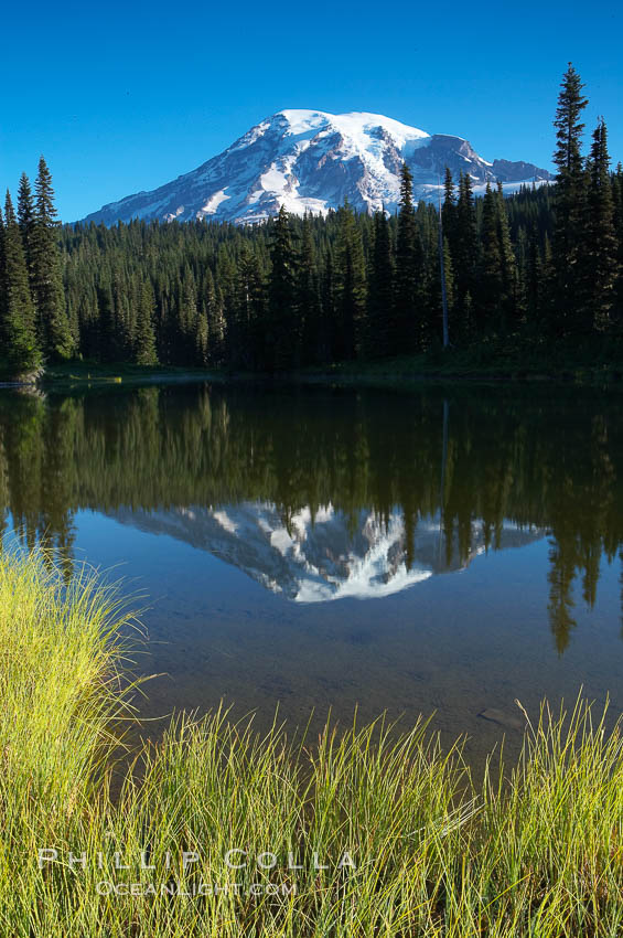 Mount Rainier is reflected in the calm waters of Reflection Lake, early morning. Mount Rainier National Park, Washington, USA, natural history stock photograph, photo id 13852