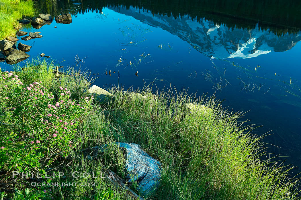 Mount Rainier is reflected in the calm waters of Reflection Lake, early morning. Mount Rainier National Park, Washington, USA, natural history stock photograph, photo id 13856