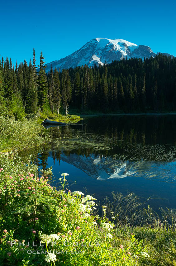 Mount Rainier is reflected in the calm waters of Reflection Lake, early morning. Mount Rainier National Park, Washington, USA, natural history stock photograph, photo id 13857