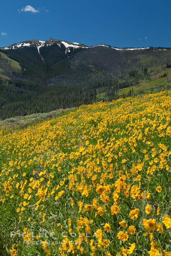 Wildflowers on Mount Washburn, on the north side of Dunraven Pass near Tower Junction. Yellowstone National Park, Wyoming, USA, Helianthella uniflora, natural history stock photograph, photo id 26950