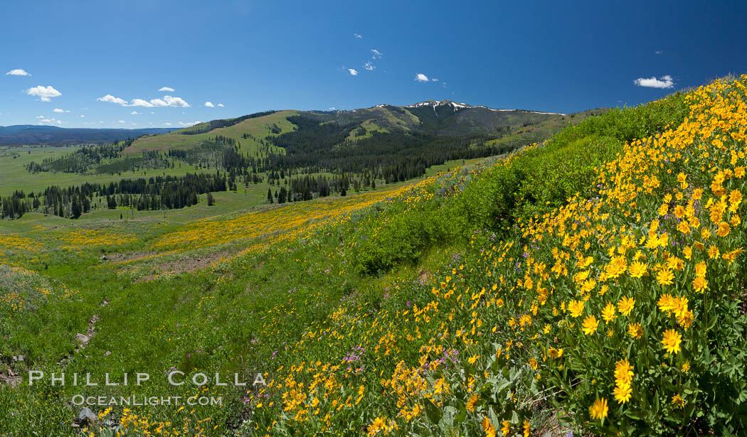 Wildflowers on Mount Washburn, on the north side of Dunraven Pass near Tower Junction. Yellowstone National Park, Wyoming, USA, Helianthella uniflora, natural history stock photograph, photo id 26960