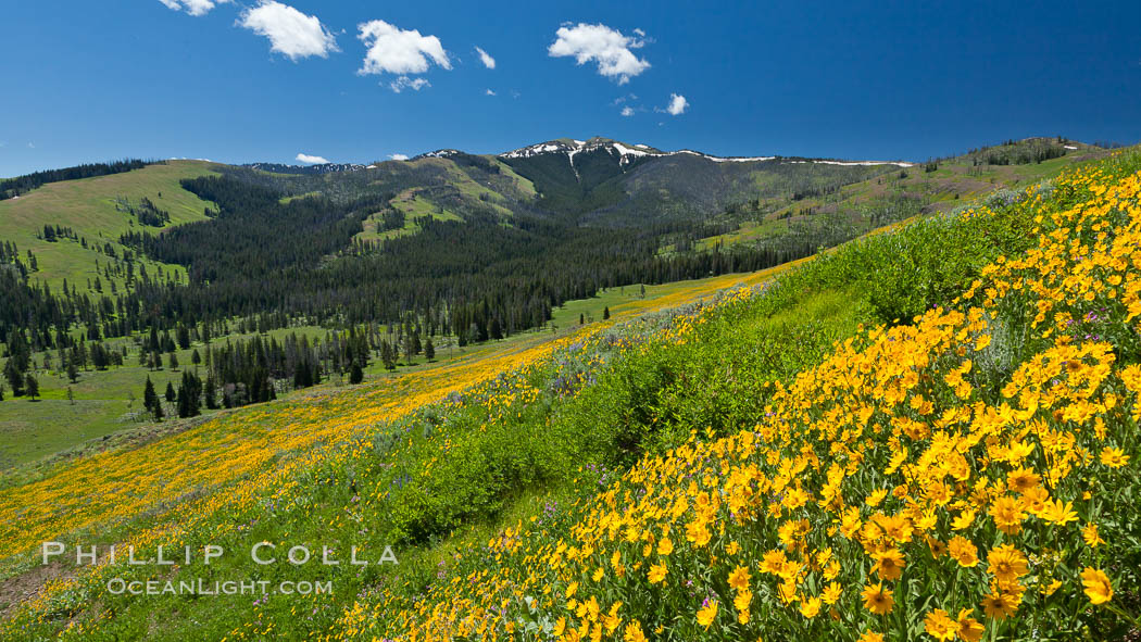 Wildflowers on Mount Washburn, on the north side of Dunraven Pass near Tower Junction. Yellowstone National Park, Wyoming, USA, Helianthella uniflora, natural history stock photograph, photo id 26941