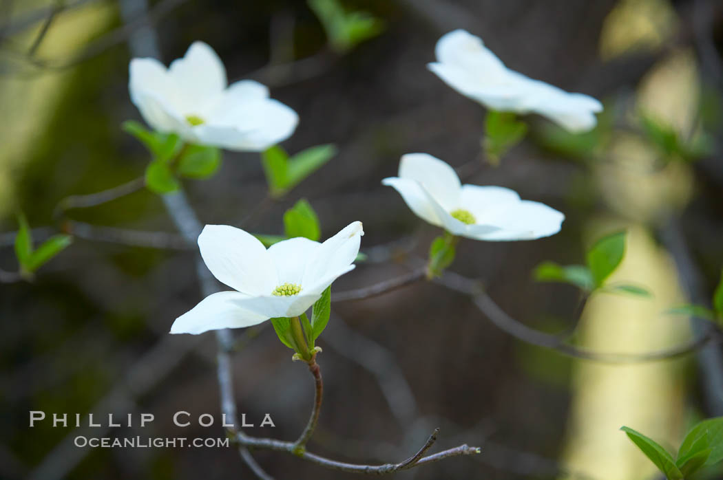 Mountain dogwood, or Pacific dogwood, Yosemite Valley., Cornus nuttallii, natural history stock photograph, photo id 12692