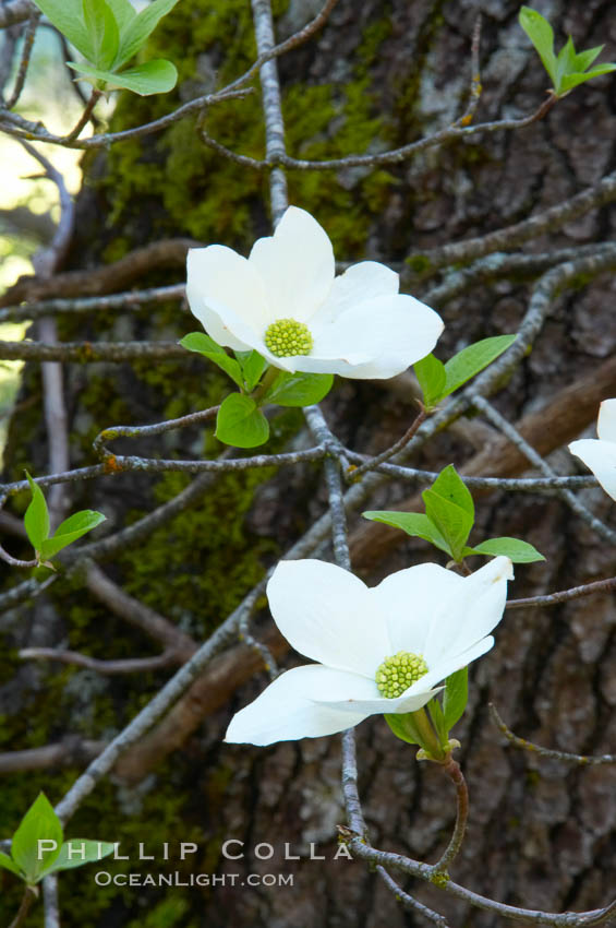 Mountain dogwood, or Pacific dogwood, Yosemite Valley., Cornus nuttallii, natural history stock photograph, photo id 12671