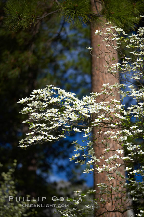 Mountain dogwood, or Pacific dogwood, Yosemite Valley. Yosemite National Park, California, USA, Cornus nuttallii, natural history stock photograph, photo id 12695