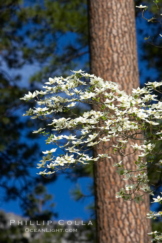 Mountain dogwood, or Pacific dogwood, Yosemite Valley. Yosemite National Park, California, USA, Cornus nuttallii, natural history stock photograph, photo id 12689