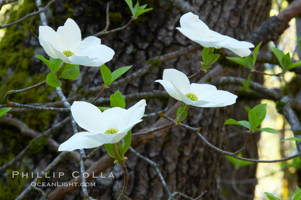 Mountain dogwood, or Pacific dogwood, Yosemite Valley. Yosemite National Park, California, USA, Cornus nuttallii, natural history stock photograph, photo id 12670