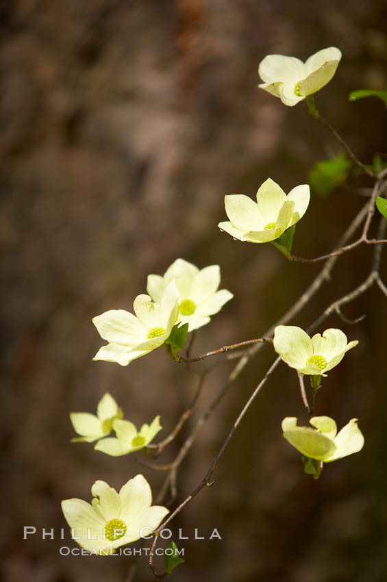 Mountain dogwood, or Pacific dogwood, Yosemite Valley. Yosemite National Park, California, USA, Cornus nuttallii, natural history stock photograph, photo id 12676