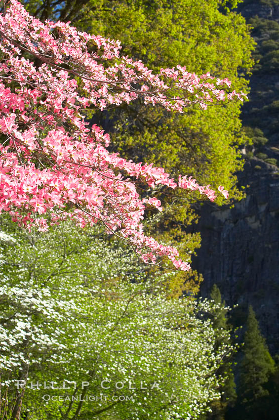 Mountain dogwood, or Pacific dogwood, Yosemite Valley. Yosemite National Park, California, USA, Cornus nuttallii, natural history stock photograph, photo id 12688